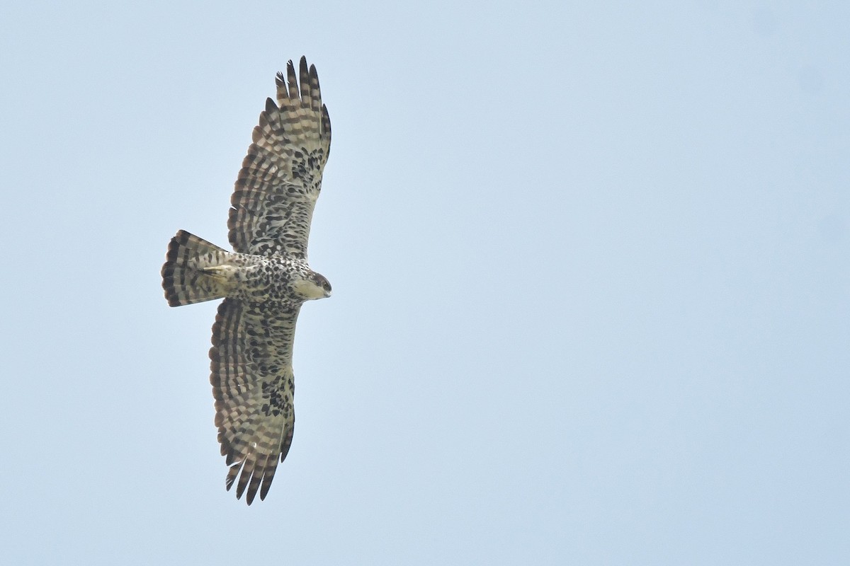 Ayres's Hawk-Eagle - Edial Dekker