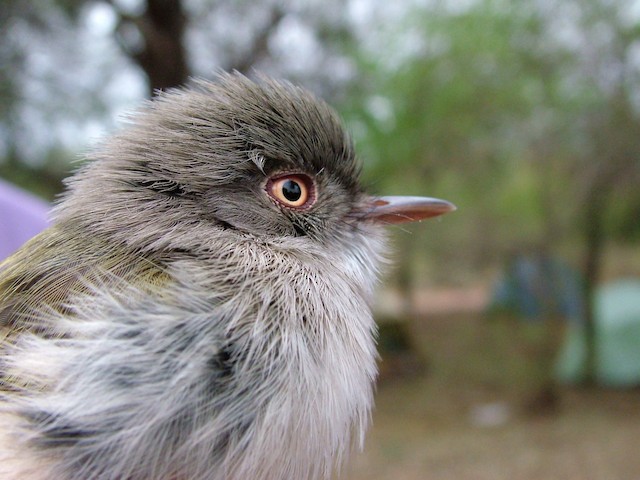 Photos - Pearly-vented Tody-Tyrant - Hemitriccus