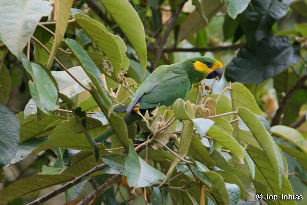 Yellow-eared Parrot - Joseph Tobias