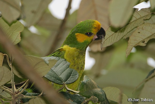 Yellow-eared Parrot - Joseph Tobias