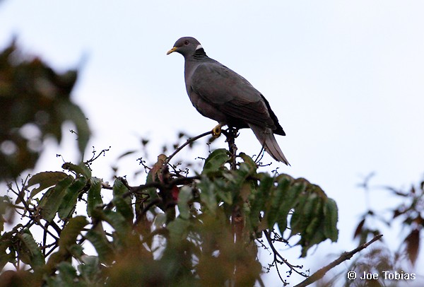 Band-tailed Pigeon (White-necked) - ML204074851