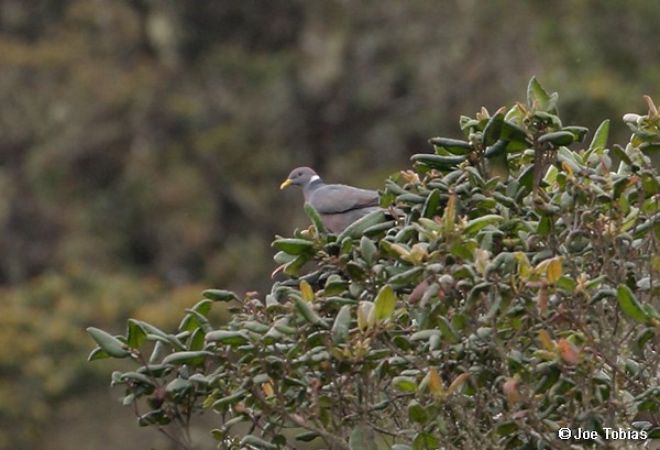 Band-tailed Pigeon (White-necked) - ML204074861