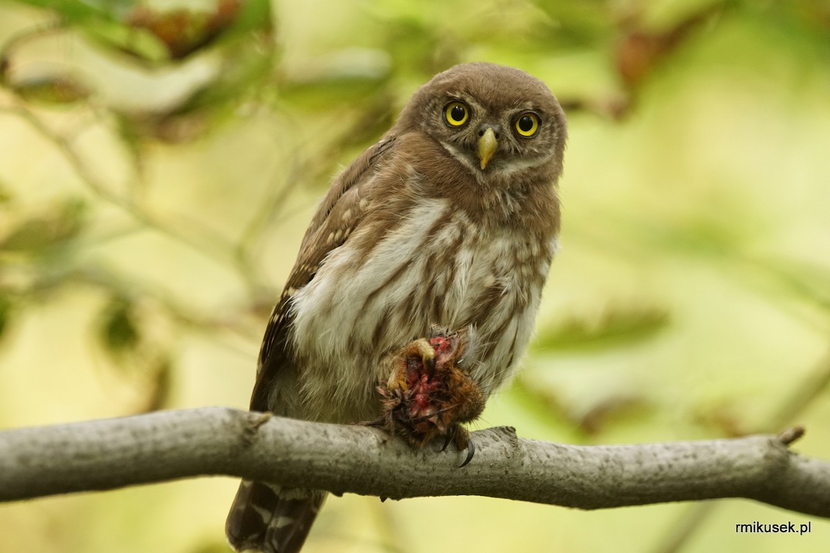 Eurasian Pygmy-Owl - Romuald Mikusek