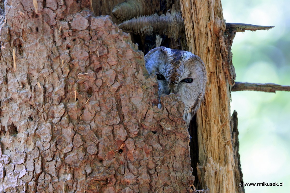 Tawny Owl - Romuald Mikusek