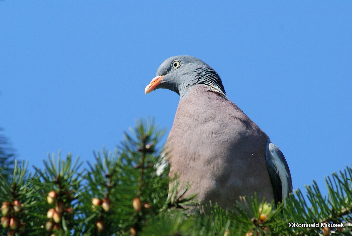 Common Wood-Pigeon - Romuald Mikusek