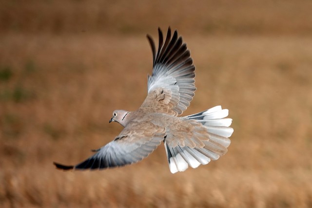 Definitive Basic Eurasian Collared-Dove - Eurasian Collared-Dove - 