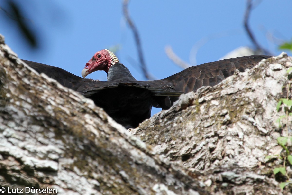 Turkey Vulture (Tropical) - Lutz Duerselen