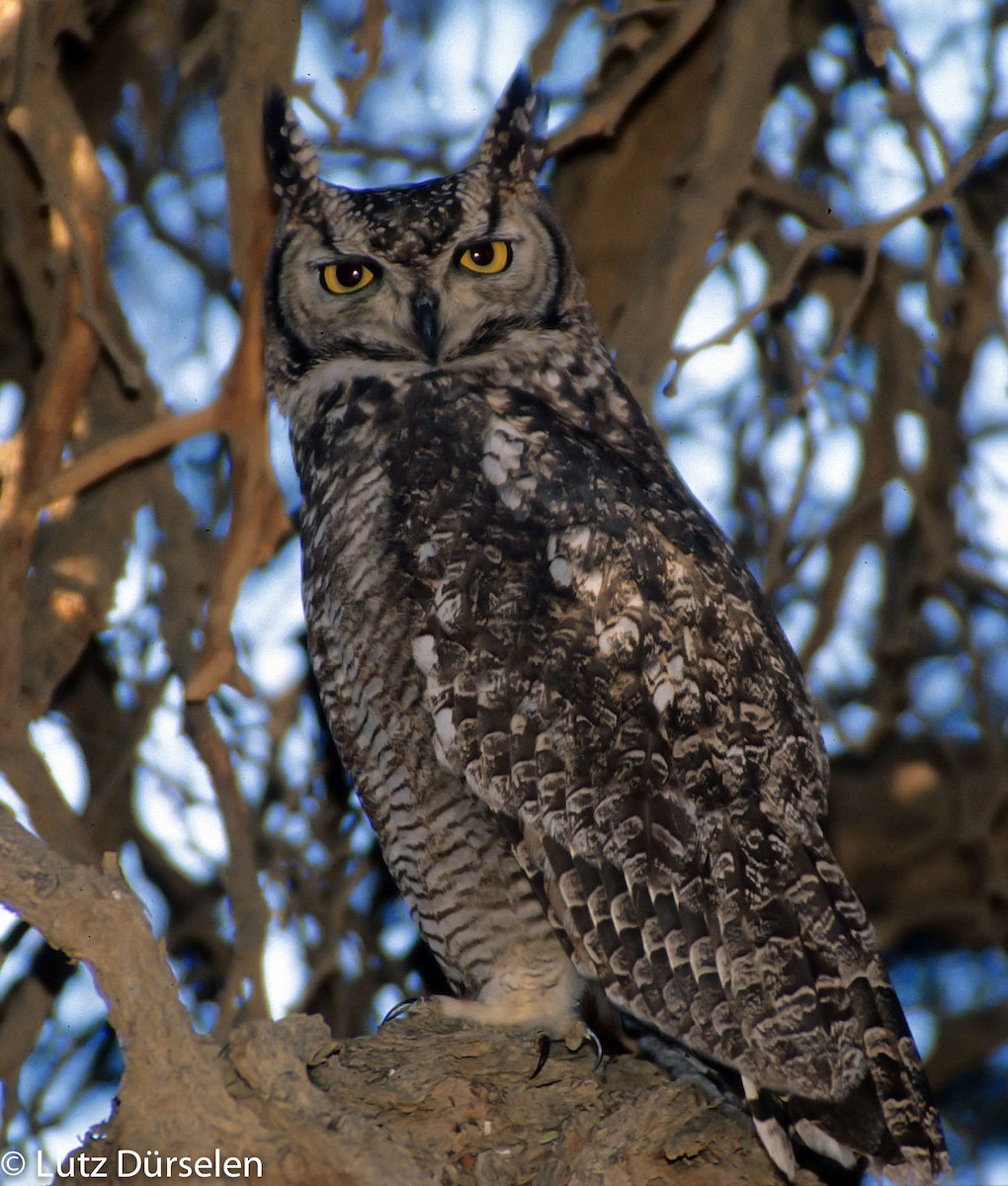 Spotted Eagle-Owl - Lutz Duerselen