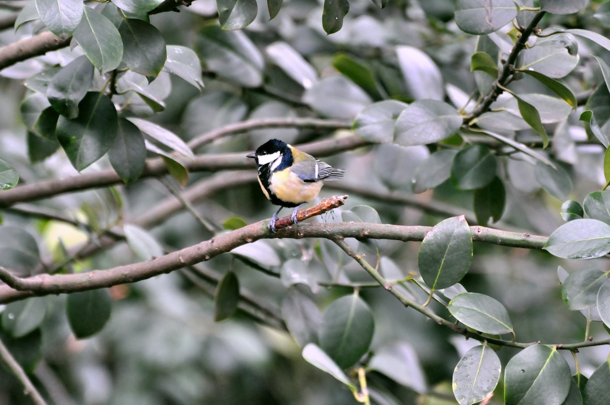 Great Tit - undefined