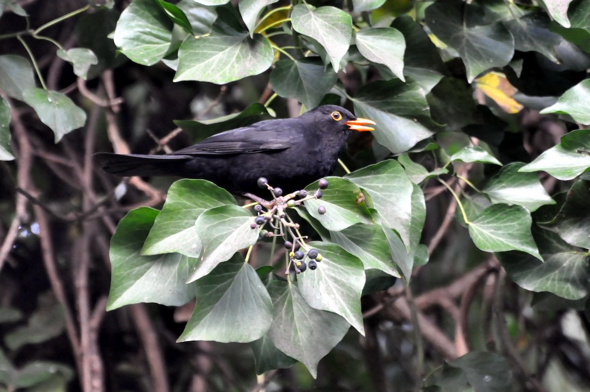Eurasian Blackbird - ML204075941