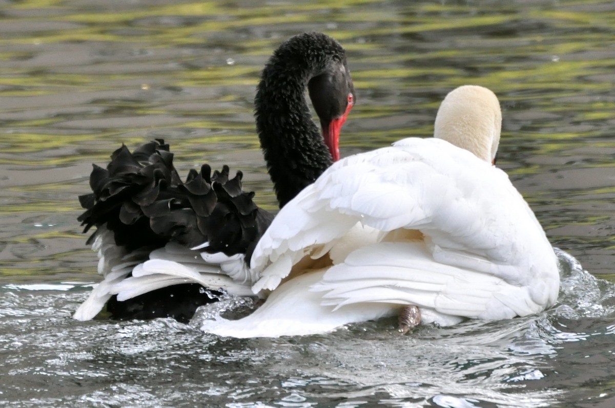Black Swan - undefined