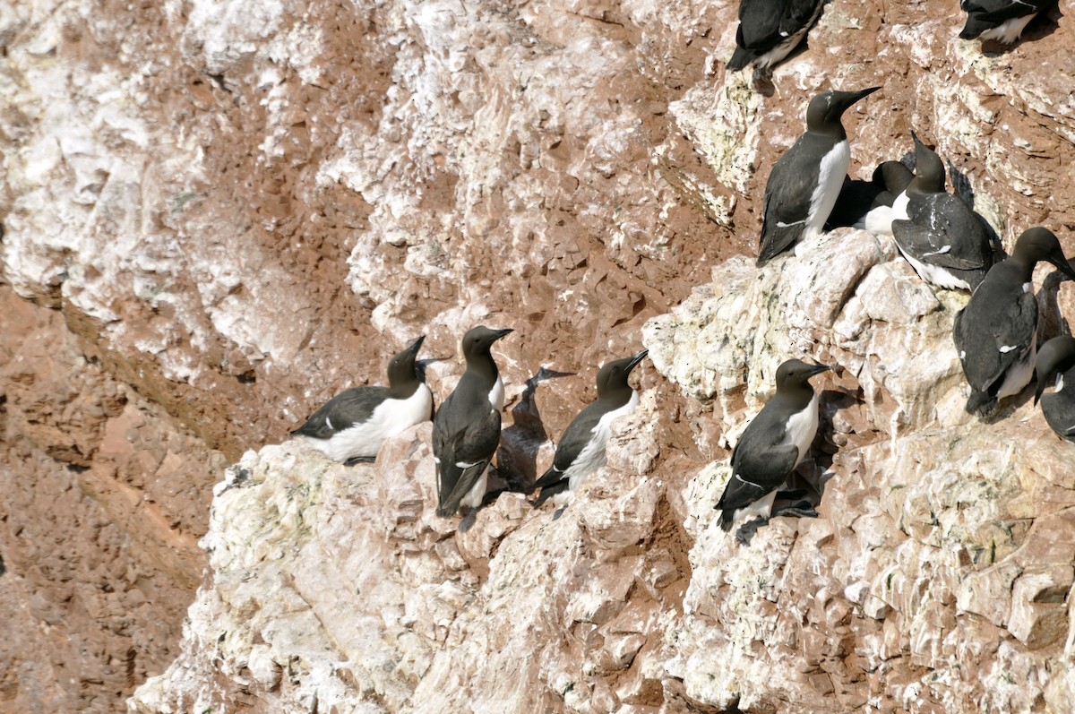 Common Murre - undefined