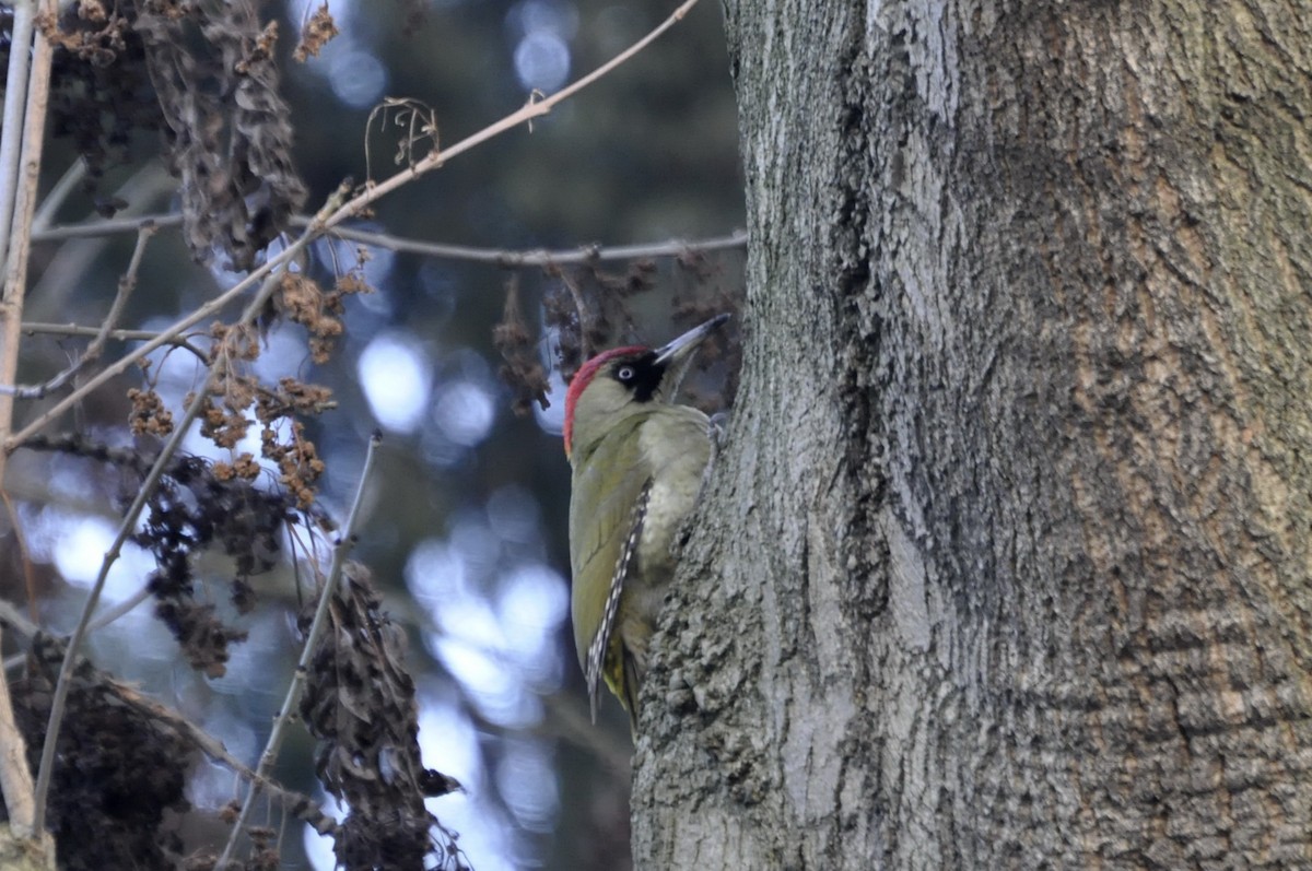 Eurasian Green Woodpecker - undefined