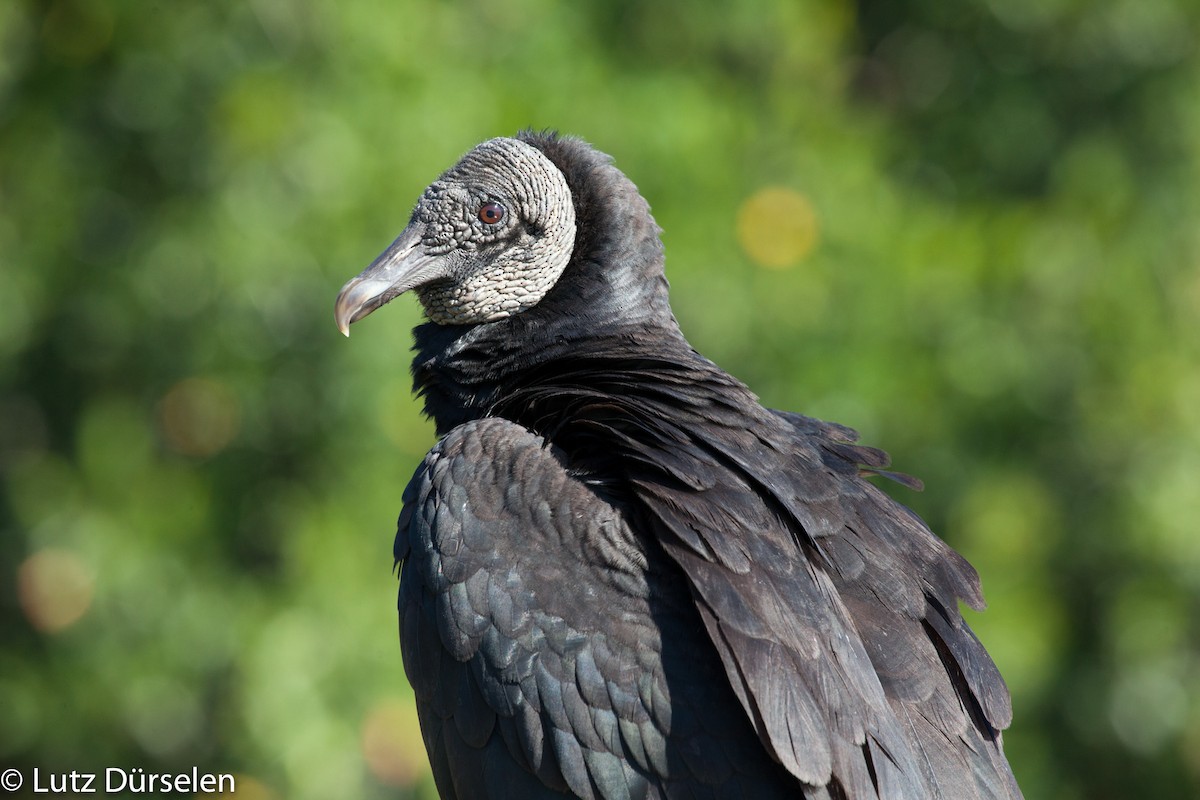 Black Vulture - Lutz Duerselen
