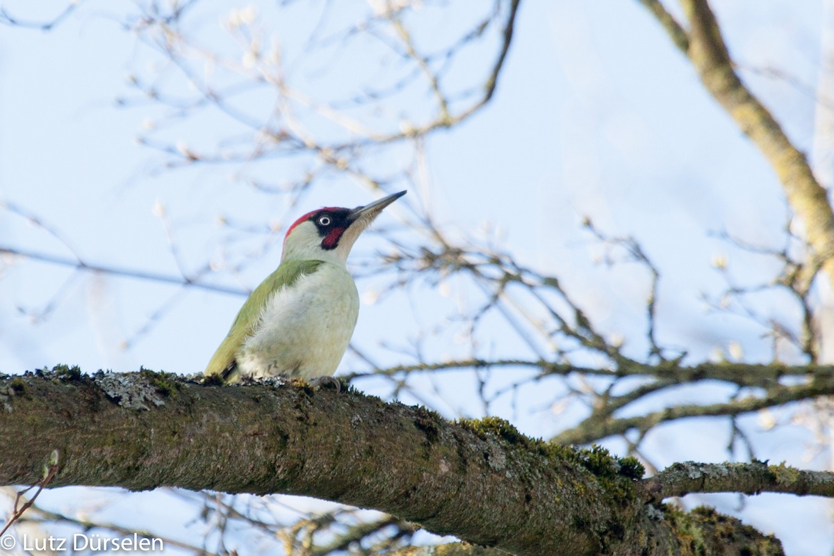 Eurasian Green Woodpecker - Lutz Duerselen