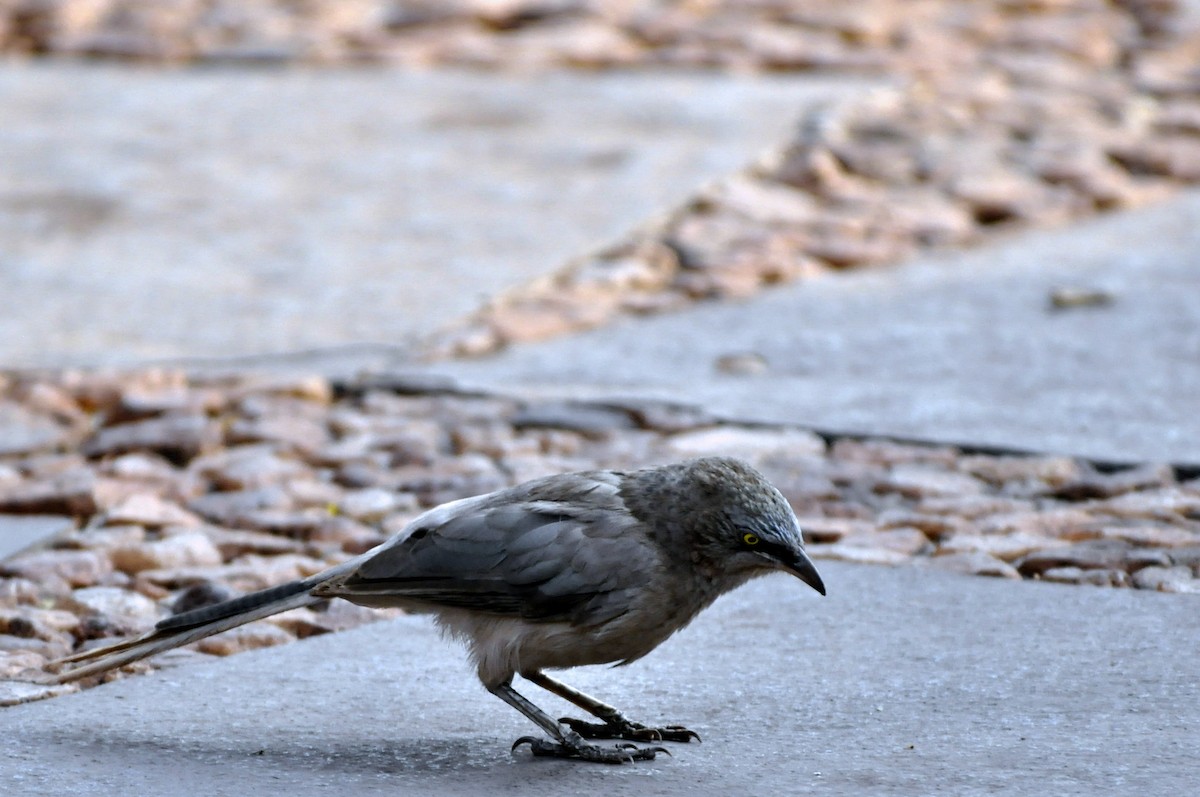 Large Gray Babbler - undefined