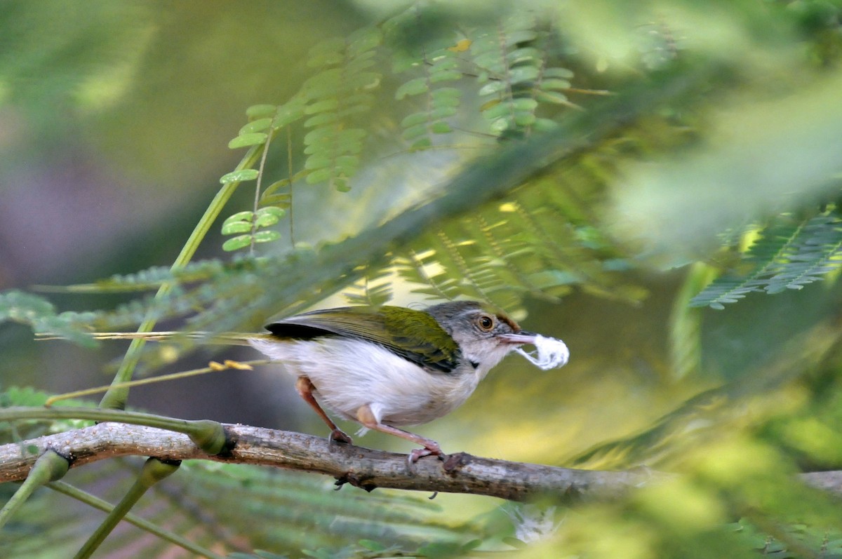 Common Tailorbird - undefined