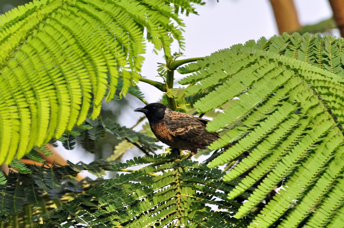 Red-vented Bulbul - ML204077571