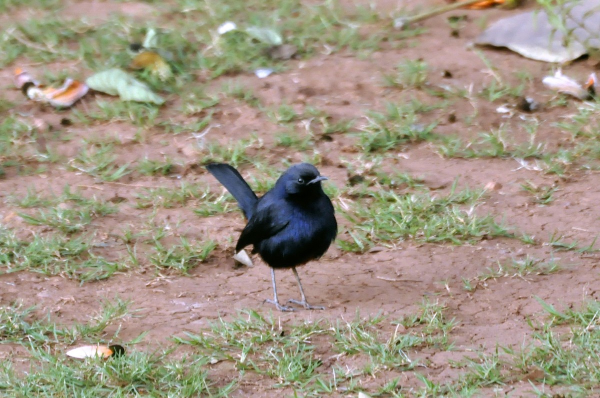Indian Robin - undefined
