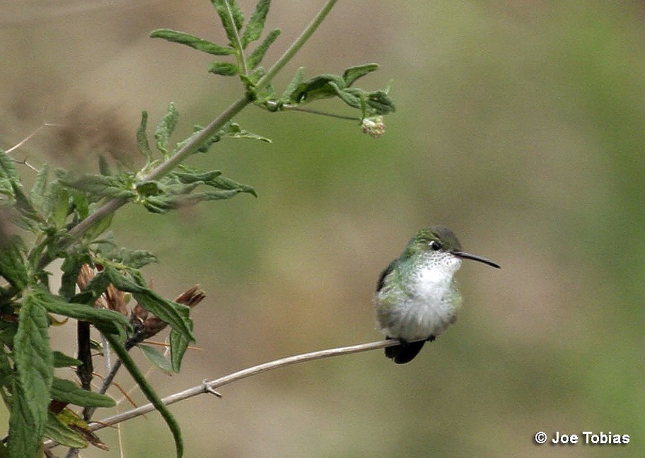 Green-and-white Hummingbird - Joseph Tobias