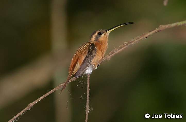 kolibřík malý - ML204078271
