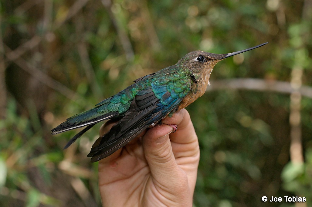 kolibřík modrokřídlý - ML204078391