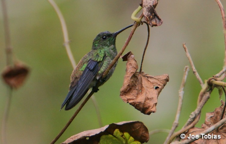 Steely-vented Hummingbird - Joseph Tobias
