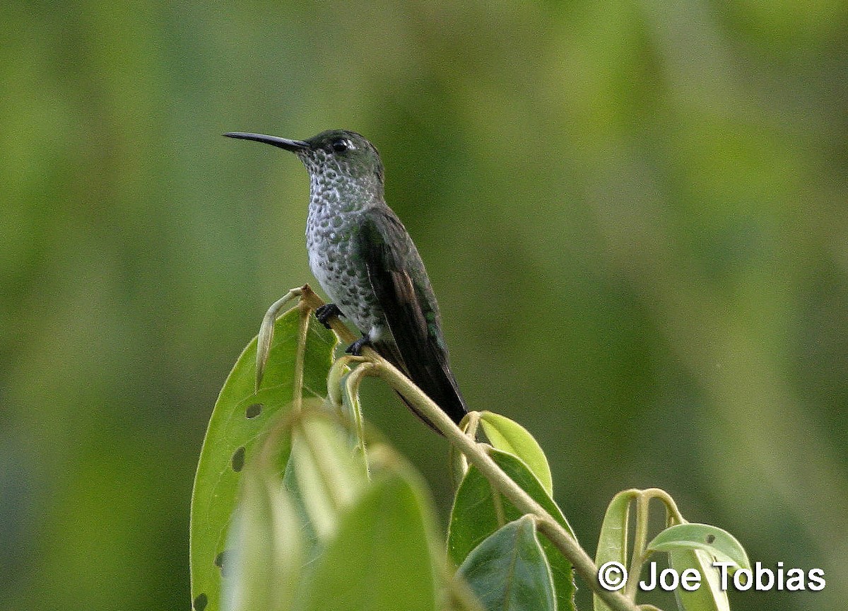 Many-spotted Hummingbird - Joseph Tobias