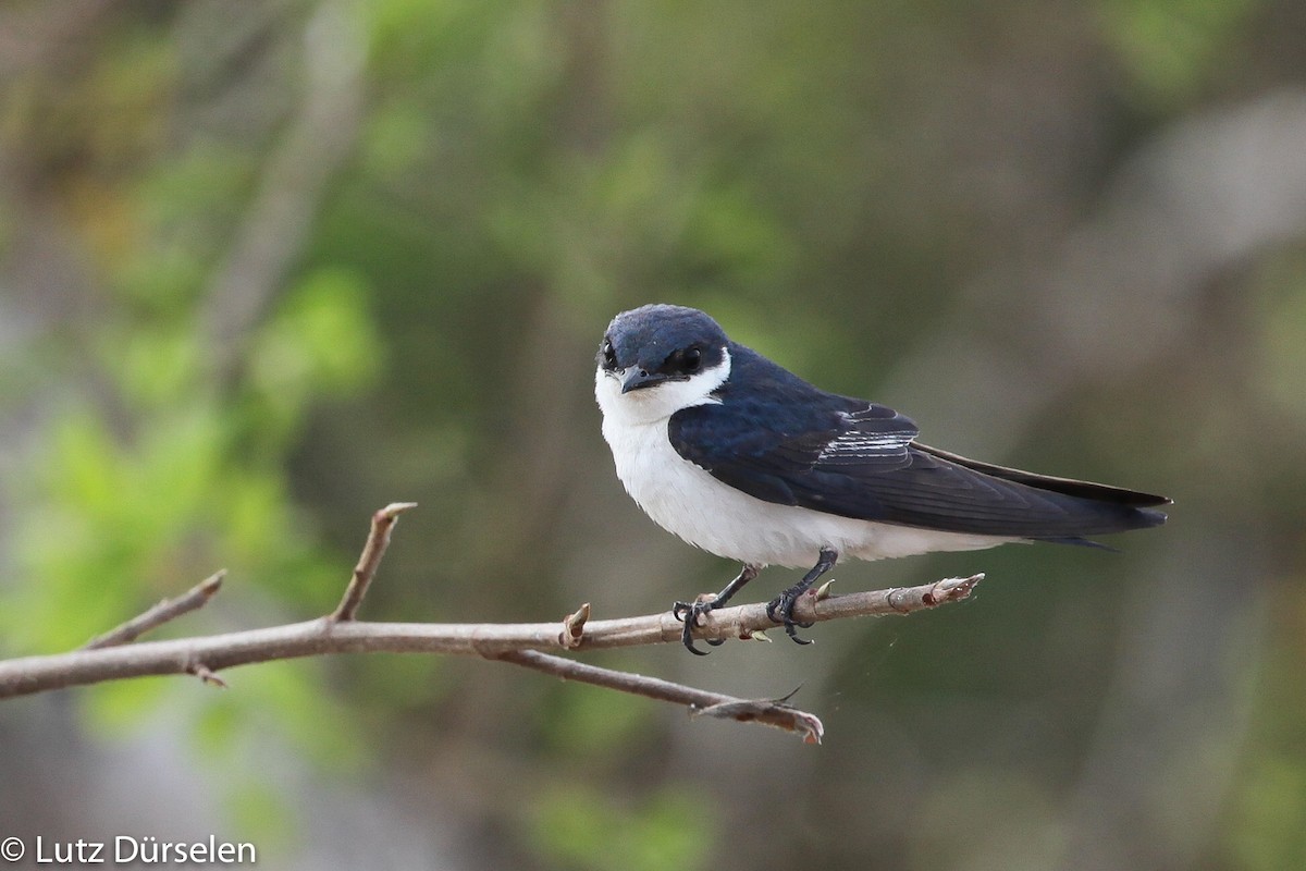 Blue-and-white Swallow - Lutz Duerselen