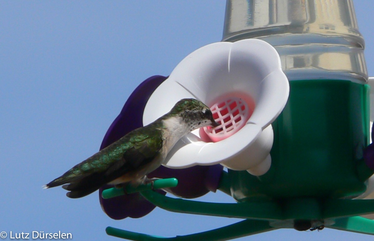 Ruby-throated Hummingbird - ML204078831