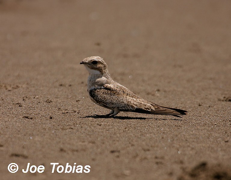 Sand-colored Nighthawk - Joseph Tobias
