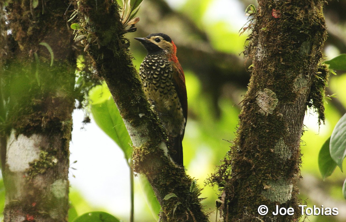 Crimson-mantled Woodpecker (Black-crowned) - Joseph Tobias