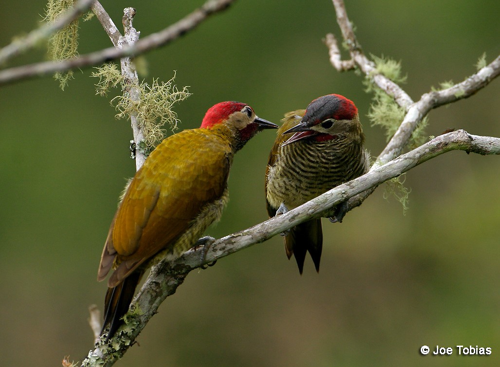 Golden-olive Woodpecker (Golden-olive) - Joseph Tobias