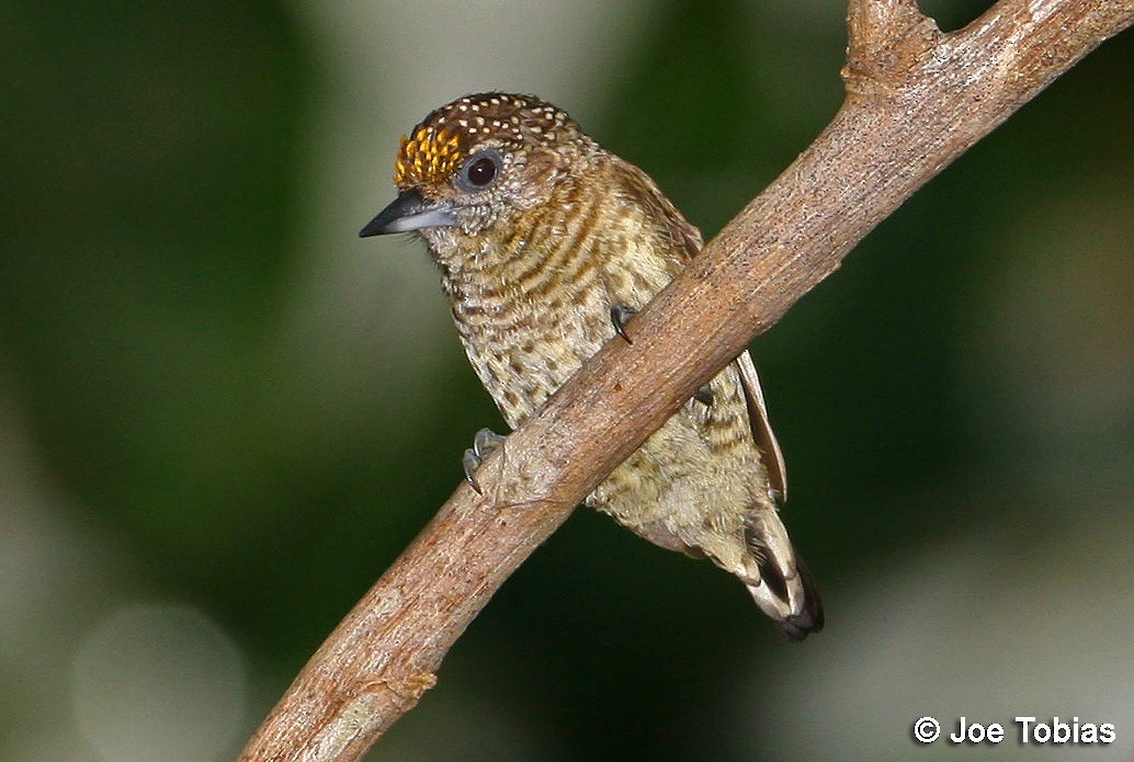 Bar-breasted Piculet - ML204079811