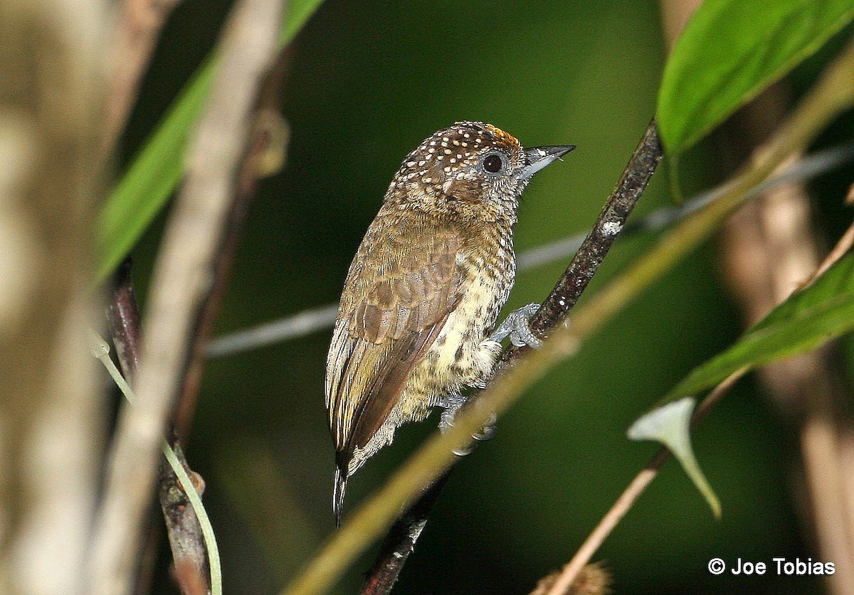 Bar-breasted Piculet - ML204079821