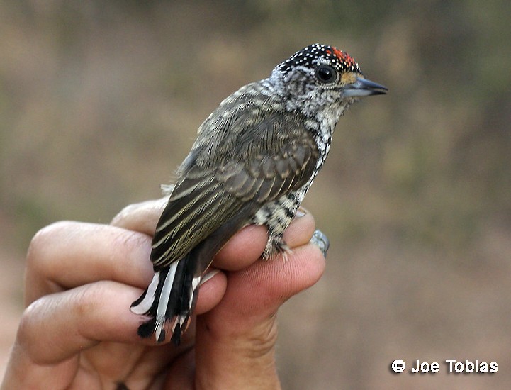 White-barred Piculet (White-barred) - ML204079831