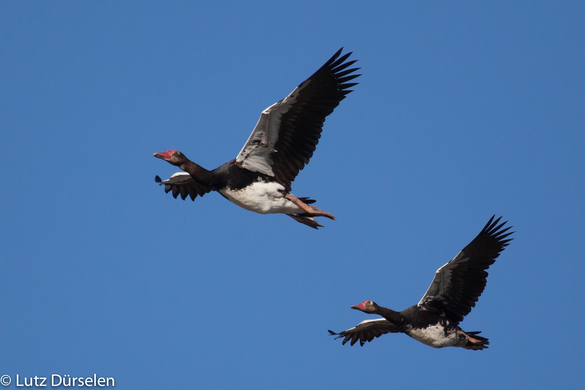 Spur-winged Goose - ML204080121