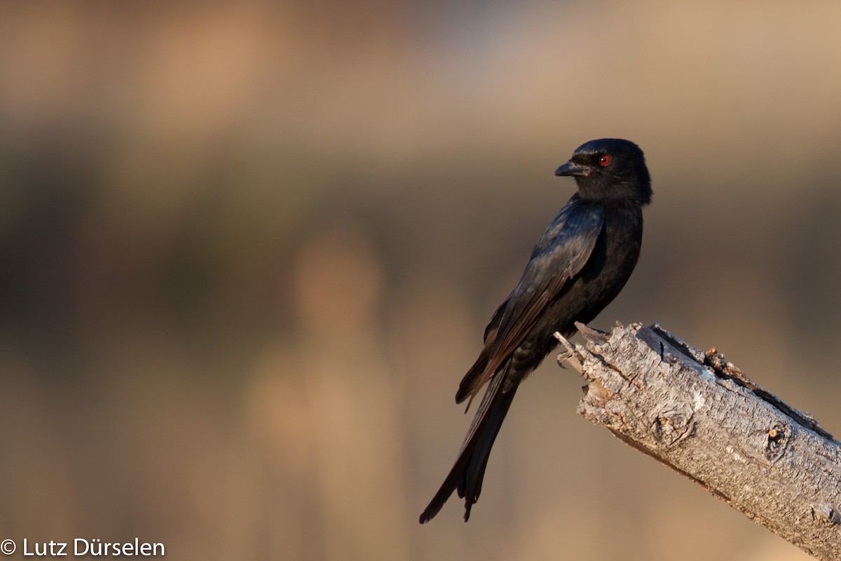 Fork-tailed Drongo (Clancey's) - Lutz Duerselen