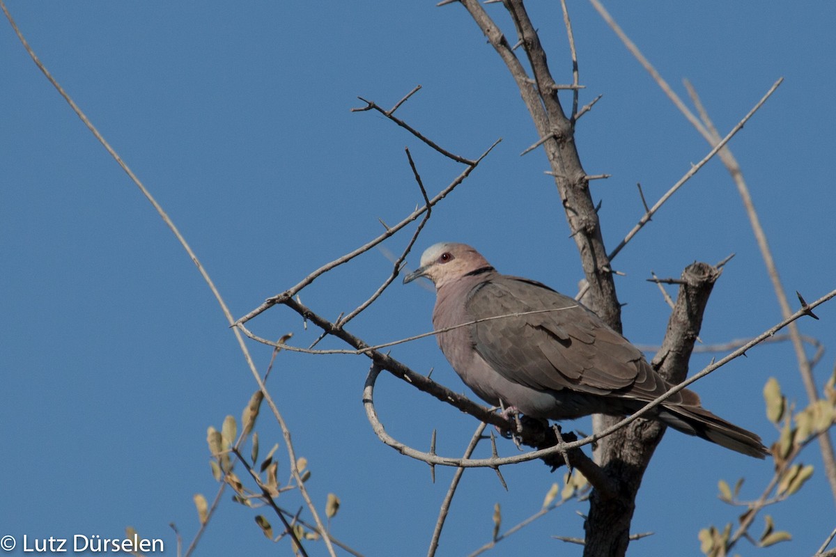 Red-eyed Dove - ML204080201