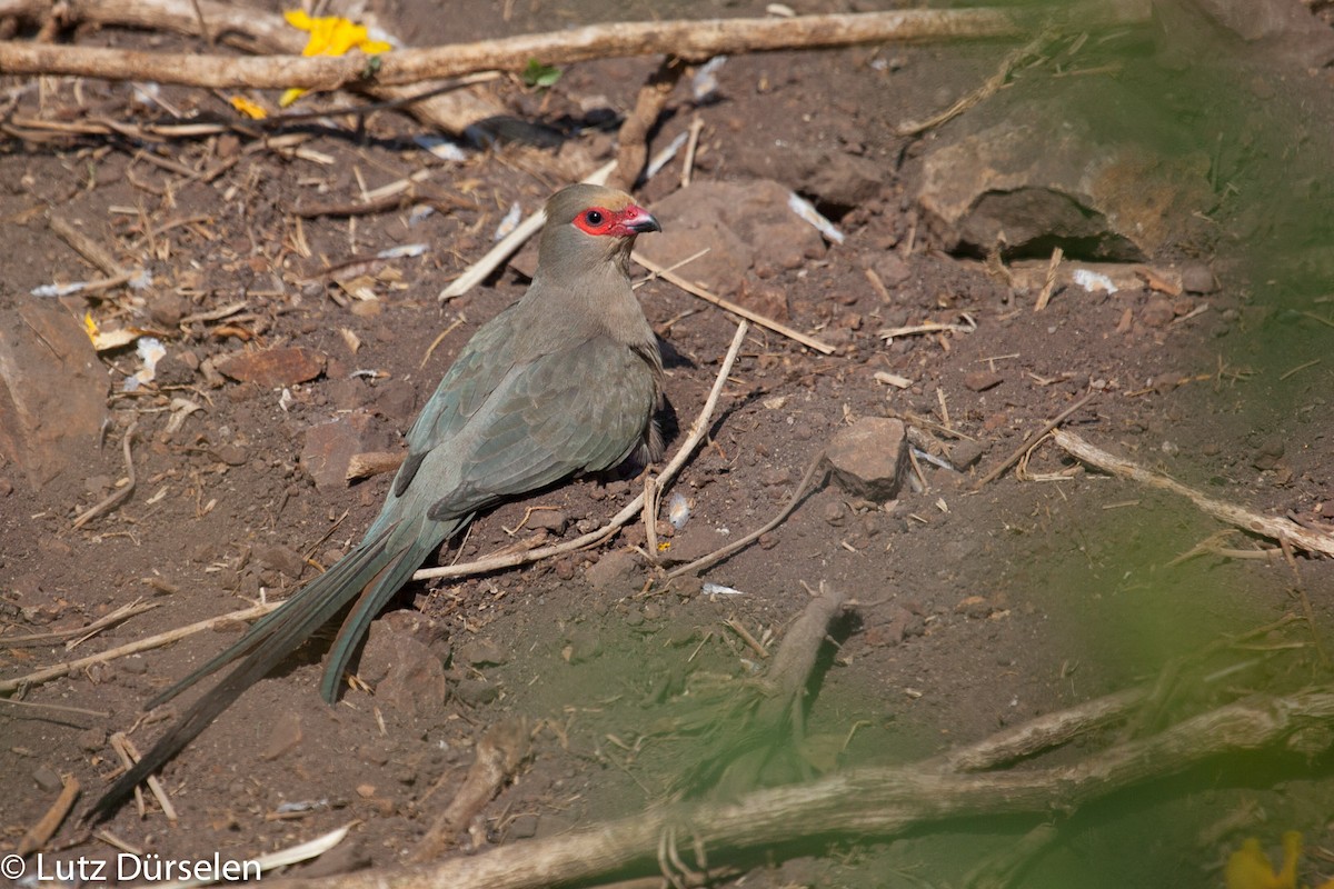 Red-faced Mousebird - Lutz Duerselen