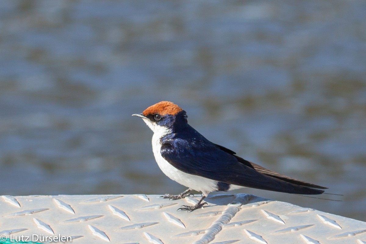 Wire-tailed Swallow - Lutz Duerselen
