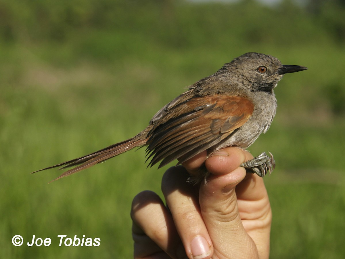 White-bellied Spinetail - ML204080801