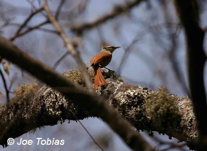 Bolivian Spinetail - ML204080841