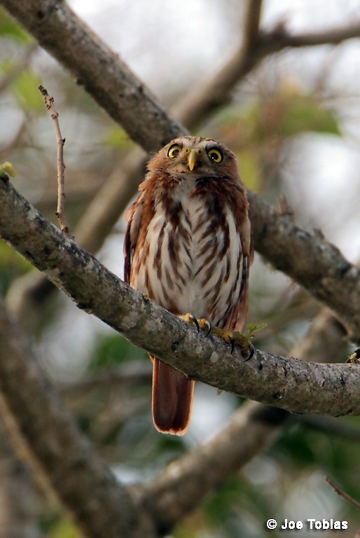 Ferruginous Pygmy-Owl (Ferruginous) - Joseph Tobias