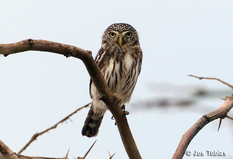 Peruvian Pygmy-Owl - Joseph Tobias