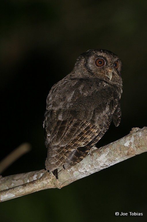 Tawny-bellied Screech-Owl (Austral) - Joseph Tobias