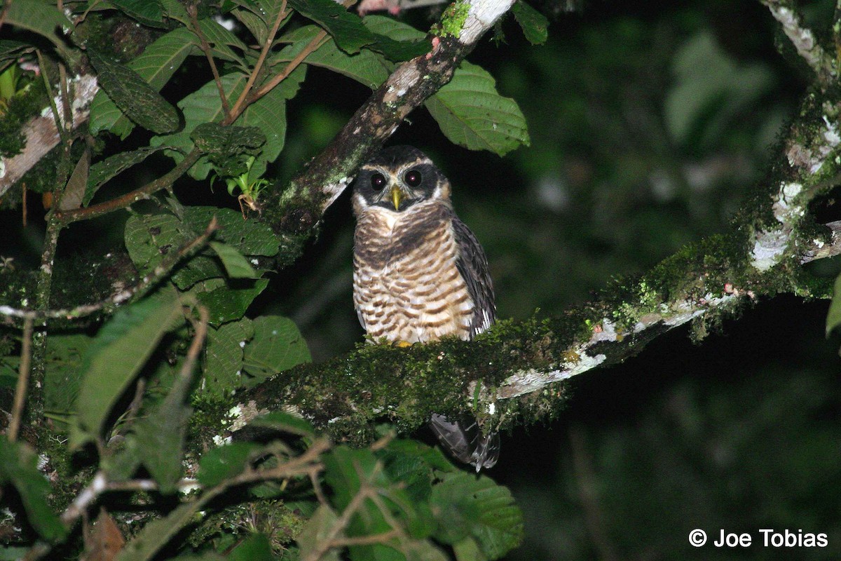 Band-bellied Owl - ML204081401