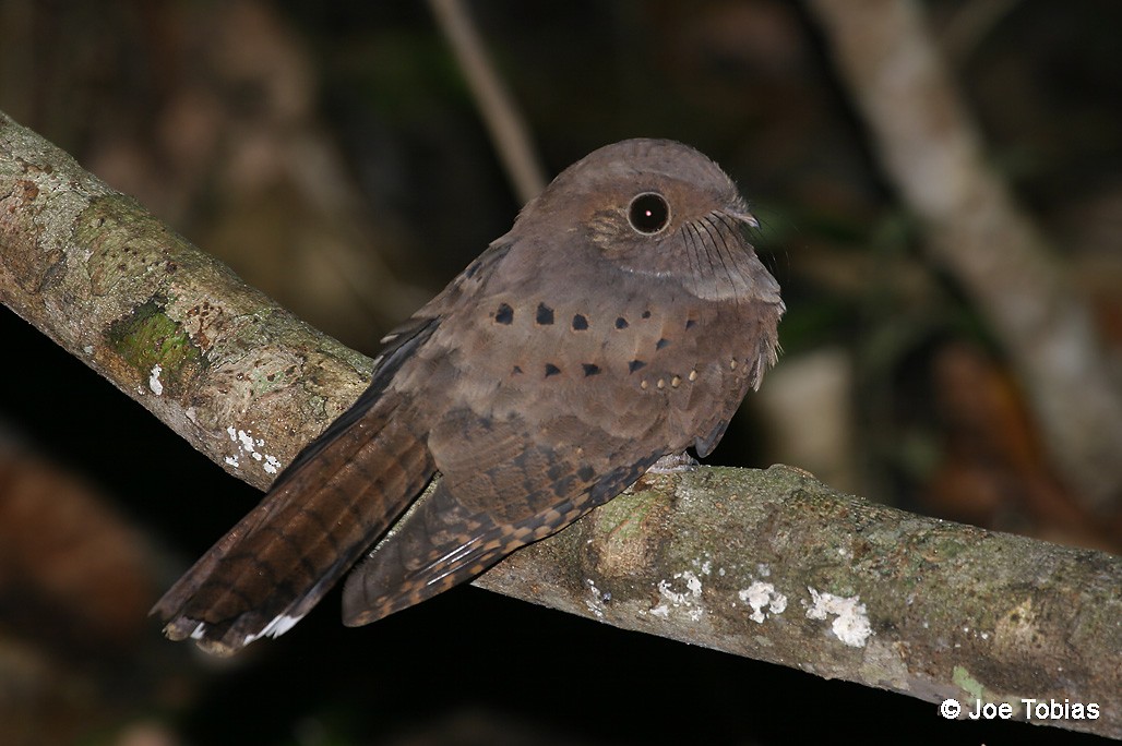 Ocellated Poorwill - ML204081511