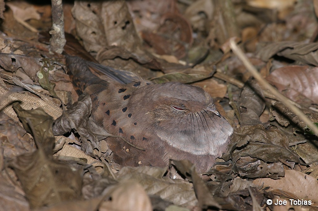 Ocellated Poorwill - ML204081521