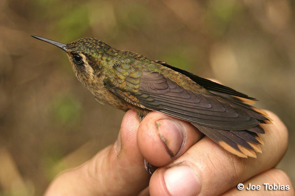 Speckled Hummingbird (inornata) - Joseph Tobias